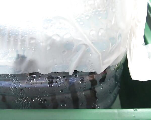 ОТ ЧЕРЕНКА К САЖЕНЦУ РЕДКИХ ГИБРИДНЫХ ФОРМ И СОРТОВ ВИНОГРАДА СЕВЕРНЫЙ ВИНОГРАДНИК 17-21