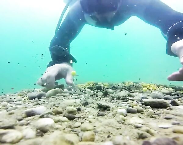 Как клюёт карп под водой КАЧЕСТВЕННАЯ ПОДВОДНАЯ СЪЁМКА